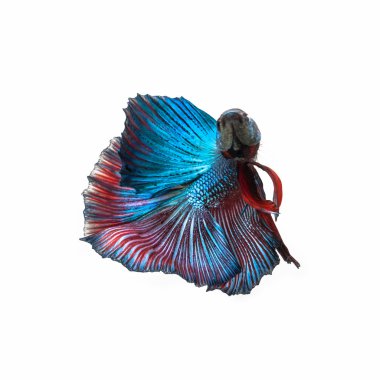 Siyam mücadele balık