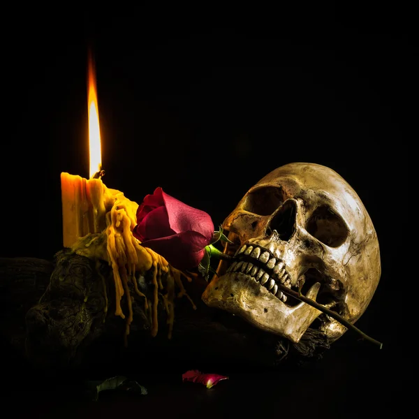 insan kafatası ile natürmort