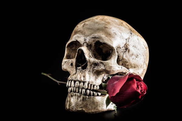 Still life skull