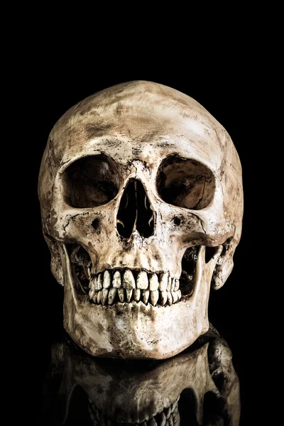 Human skull — Stock Photo, Image