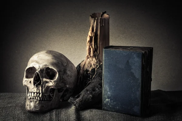 Still life skull — Stock Photo, Image