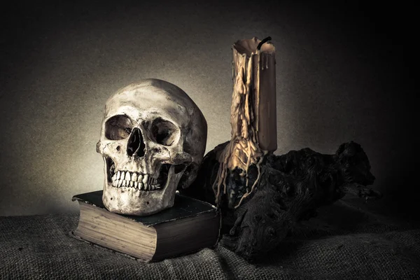 Still life skull — Stock Photo, Image