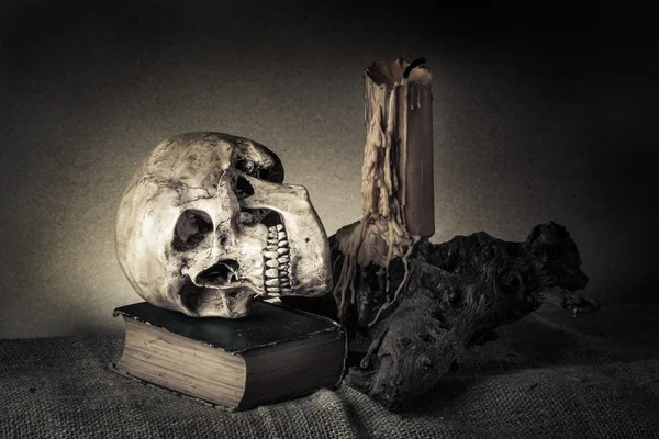 Still life skull — Stock Photo, Image