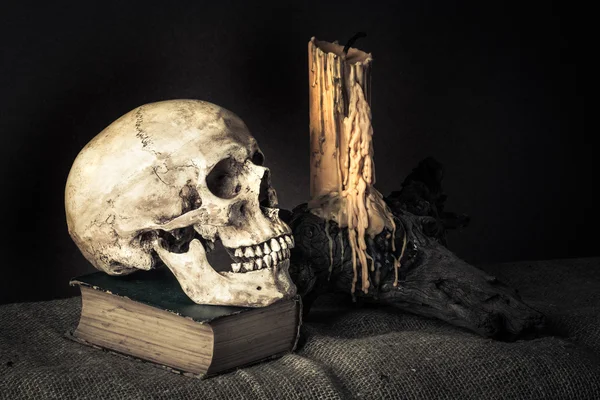 Still life skull — Stock Photo, Image