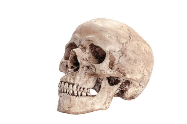 두개골 모형 — 스톡 사진