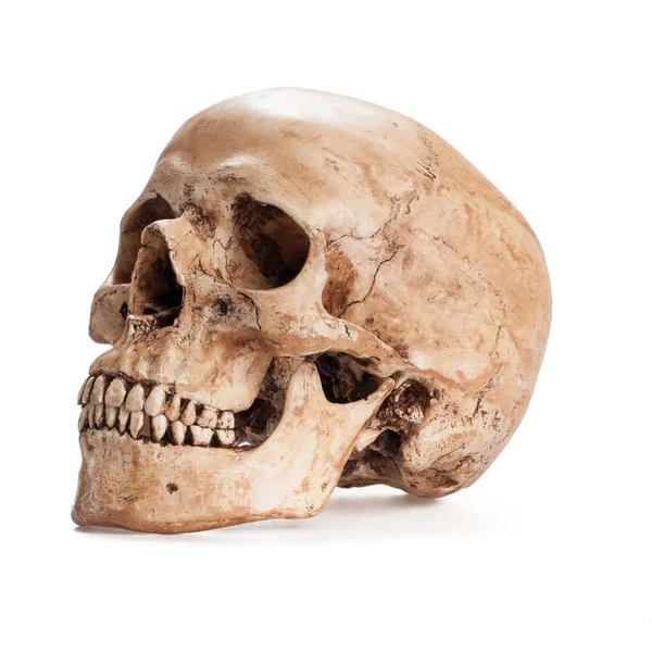 Skull model — Stock Photo, Image