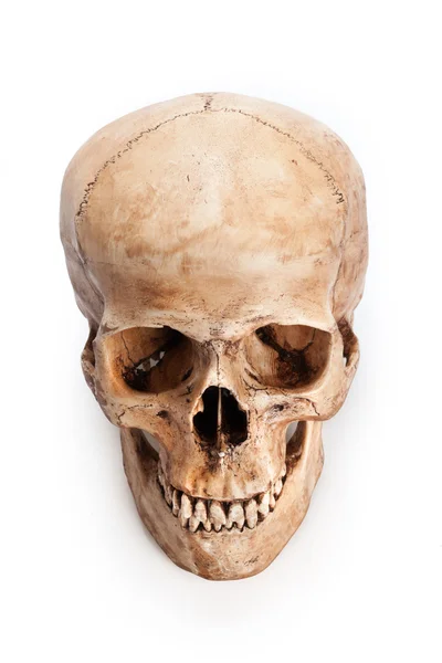 Skull model — Stock Photo, Image