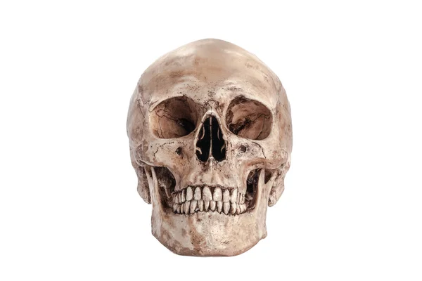 Skull model — Stock Photo, Image