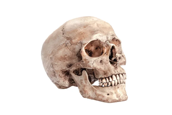 Modello di cranio — Foto Stock