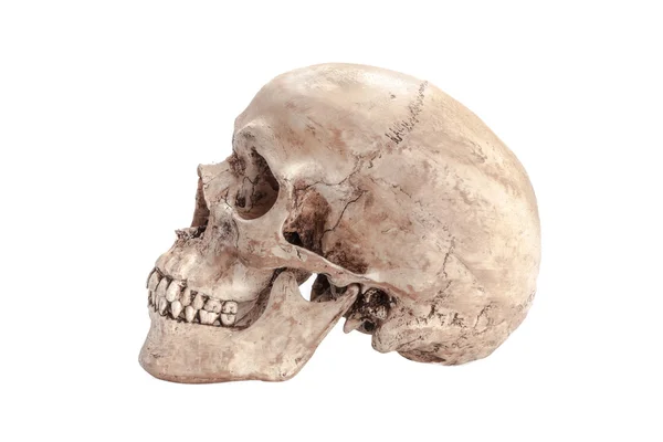頭蓋骨モデル — ストック写真