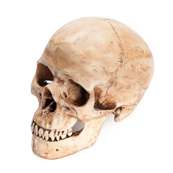 頭蓋骨モデル — ストック写真