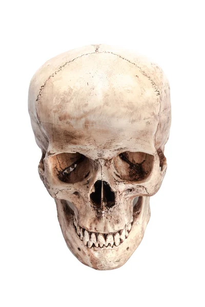 Modelo de crânio — Fotografia de Stock