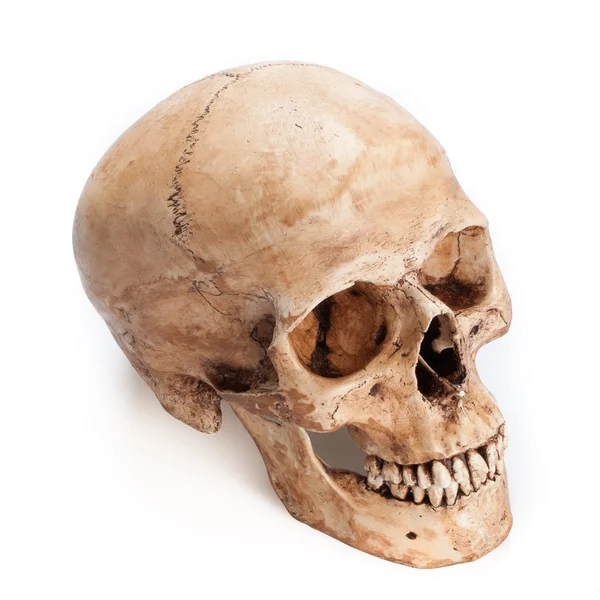 Skull model — Stock Photo, Image