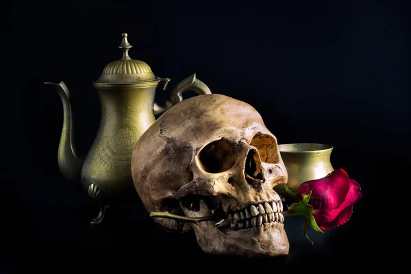 Still life skull — Stock Photo, Image