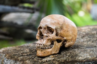 Natürmort kafatası