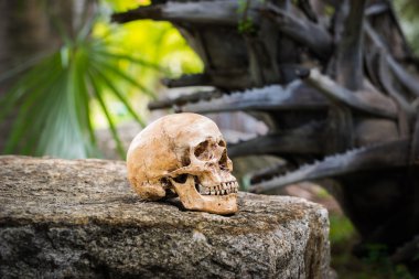 Natürmort kafatası