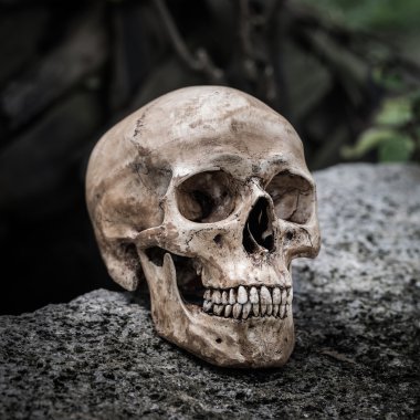 Natürmort kafatası