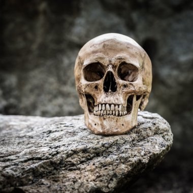 Natürmort kafatası