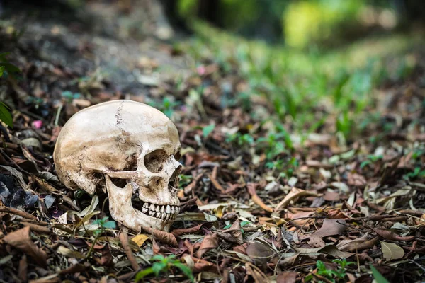 Still life skull — Stock Photo, Image