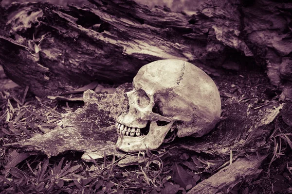 Calavera de naturaleza muerta — Foto de Stock