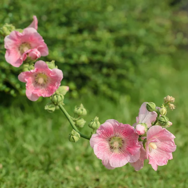 Flor rosa Hollyhock — Foto de Stock