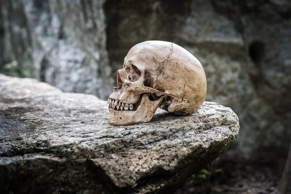 Still life skull — Stock Photo, Image