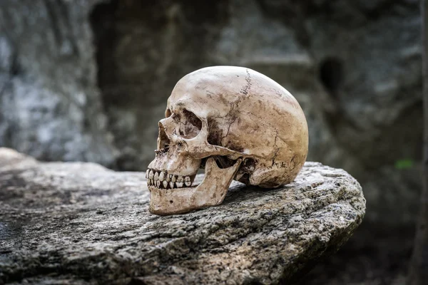 Crâne nature morte — Photo