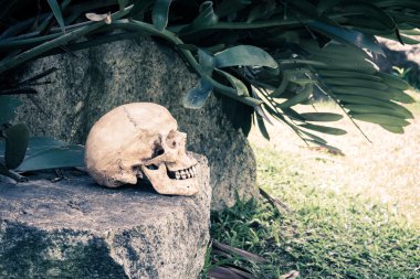 Natürmort kafatası