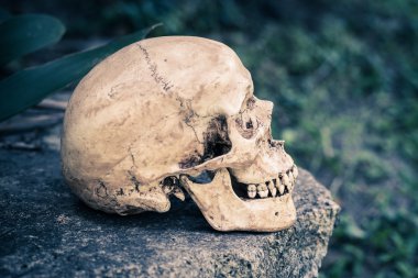 Natürmort kafatası