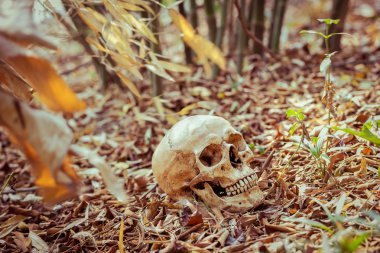 Natürmort kafatası