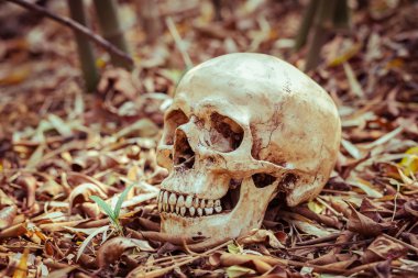 Natürmort kafatası