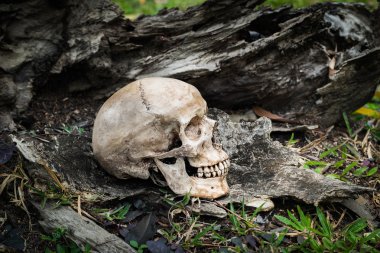 Natürmort kafatası