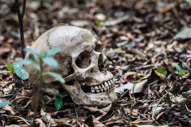 Natürmort kafatası