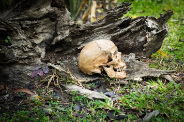 Natürmort kafatası