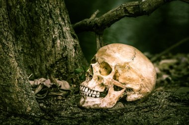 Natürmort kafatası