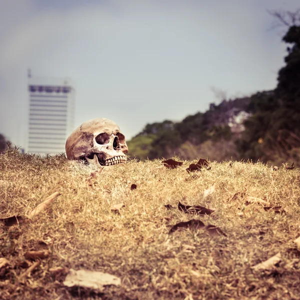 Crâne nature morte — Photo