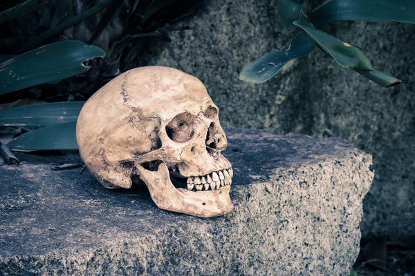 Still life skull — Stock Photo, Image