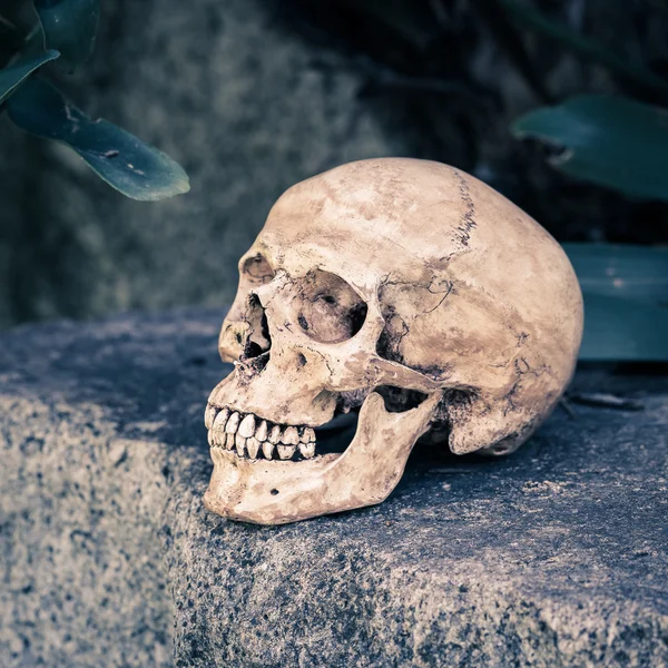 Calavera de naturaleza muerta — Foto de Stock