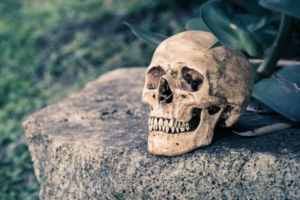 Natürmort kafatası — Stok fotoğraf