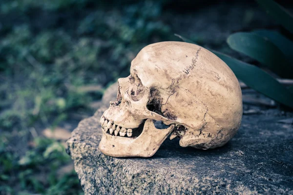 Still life skull — Stock Photo, Image