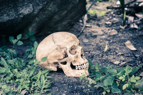 Still life skull — Stock Photo, Image