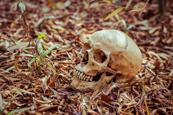 Still life skull — Stock Photo, Image