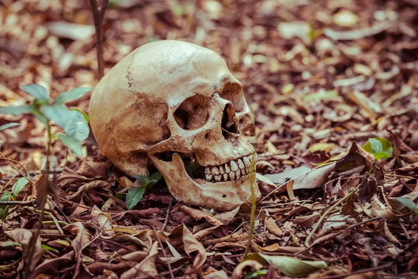 Still life skull — Stock Photo, Image