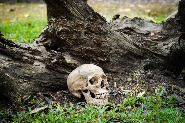 Still life skull — Stock Photo, Image