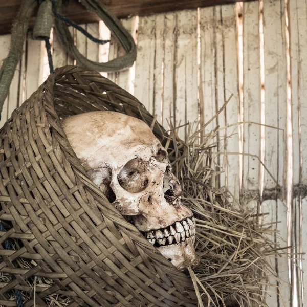 Natürmort kafatası — Stok fotoğraf