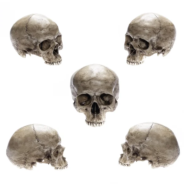 Isolated skull — Stock Photo, Image