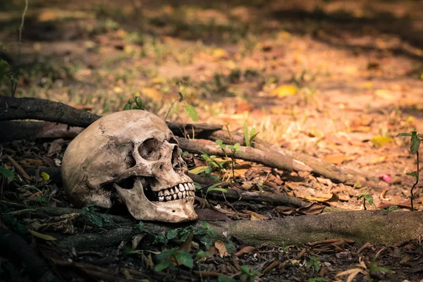 Calavera de naturaleza muerta — Foto de Stock