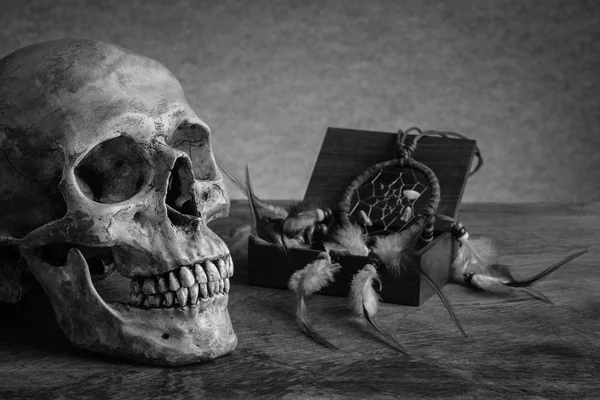 Still life skull — Stock Photo, Image