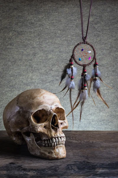 Still life skull — Stock Photo, Image