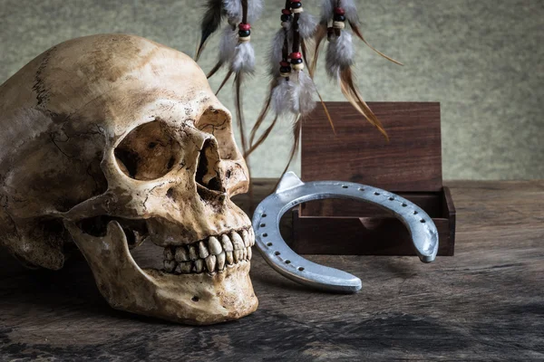 Still life skull — Stock Photo, Image